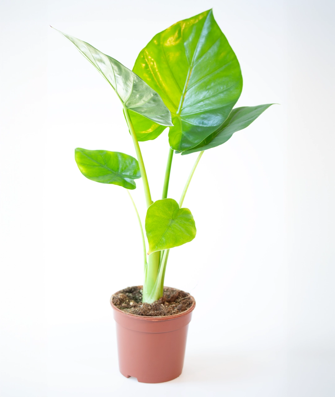 Alocasia macrorrhiza | Alokazja olbrzymia