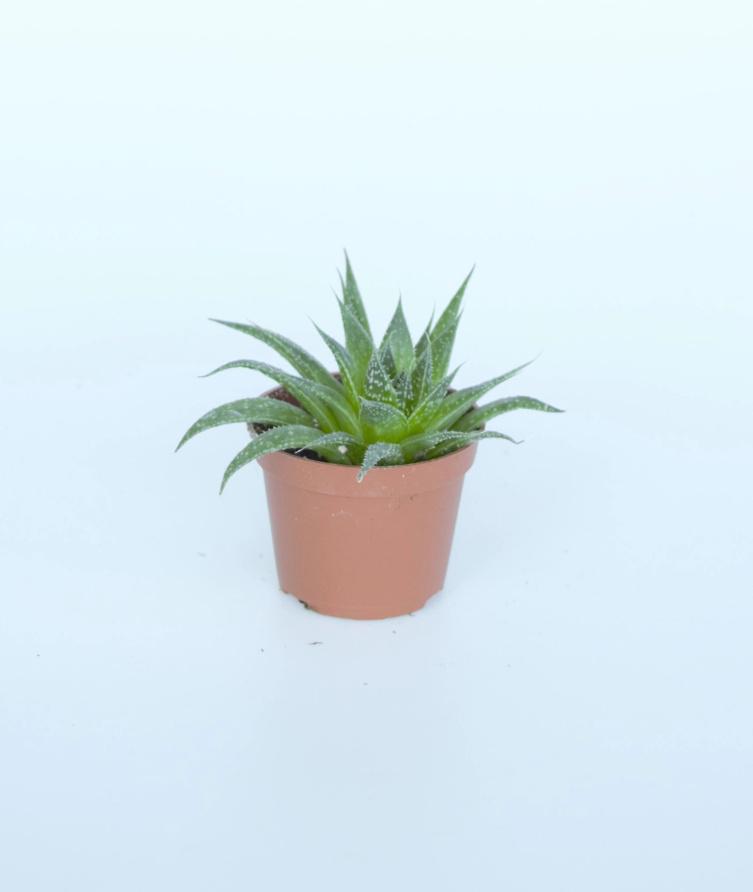 Aloe aristata | Aloes ościsty