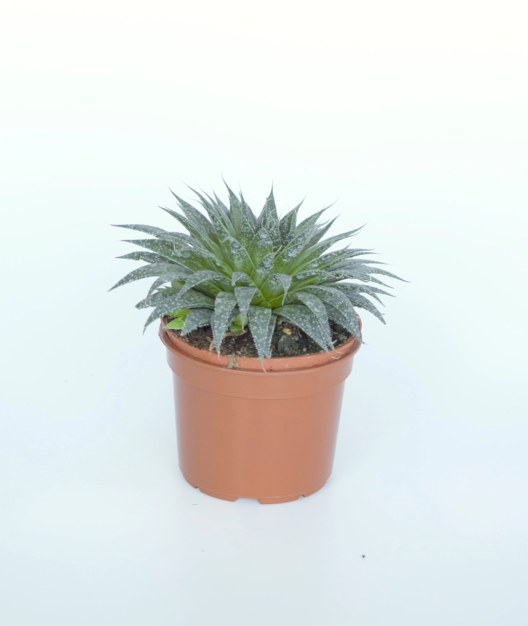 Aloe aristata | Aloes ościsty - obrazek 2