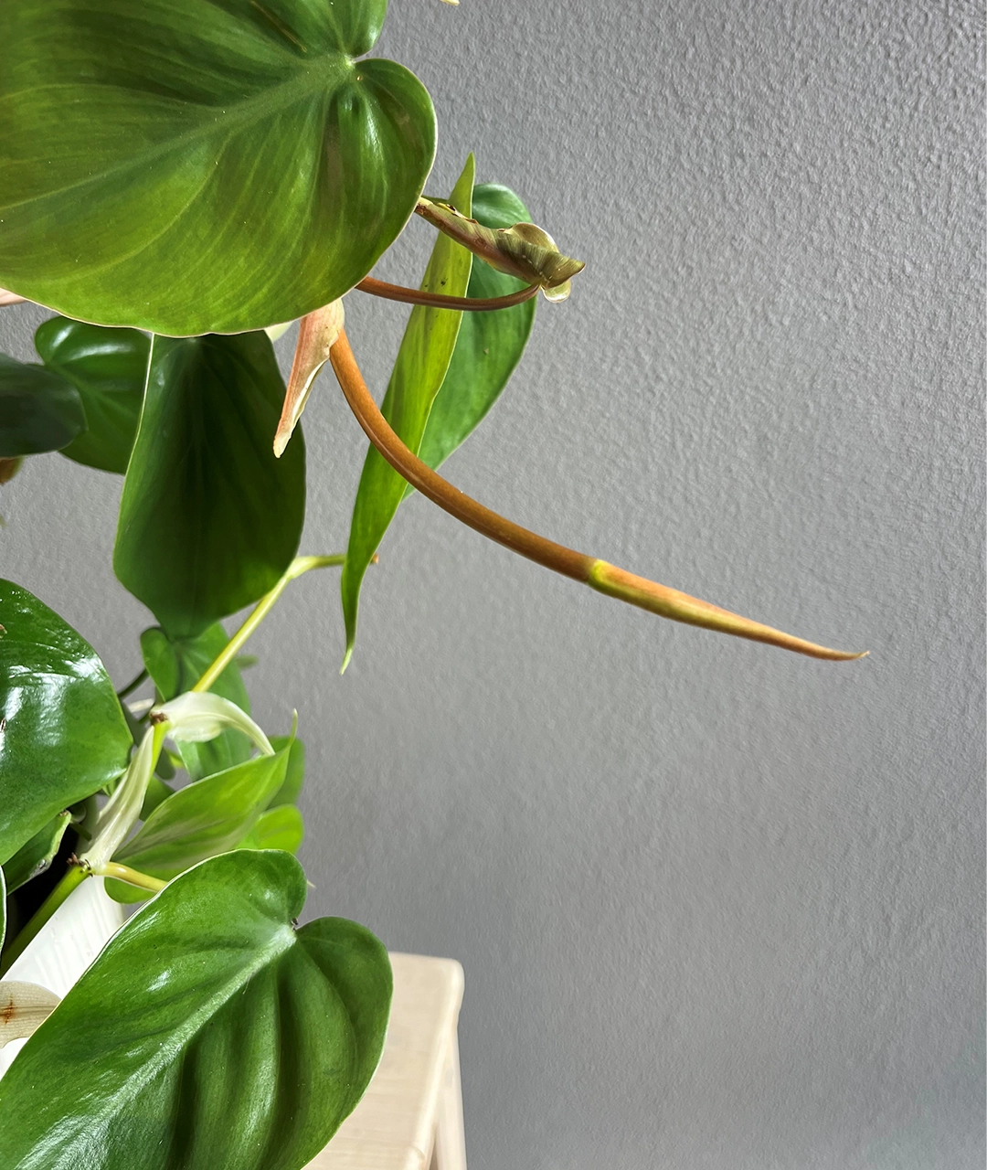 Philodendron scandens | Filodendron pnący - obrazek 2