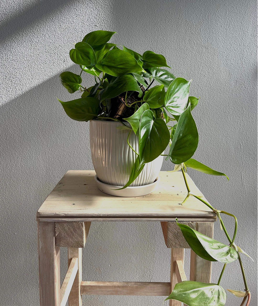 Philodendron scandens | Filodendron pnący