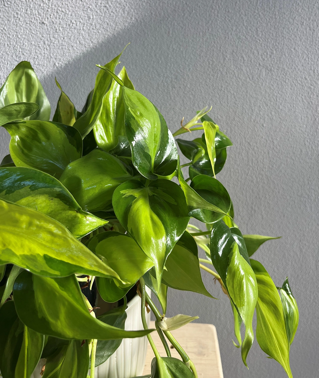 Philodendron scandens 'Brasil' | Filodendron pnący - obrazek 2