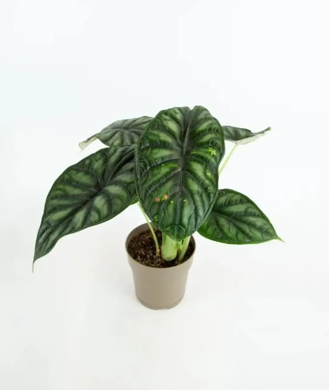 Philodendron scandens 'Brasil' | Filodendron pnący