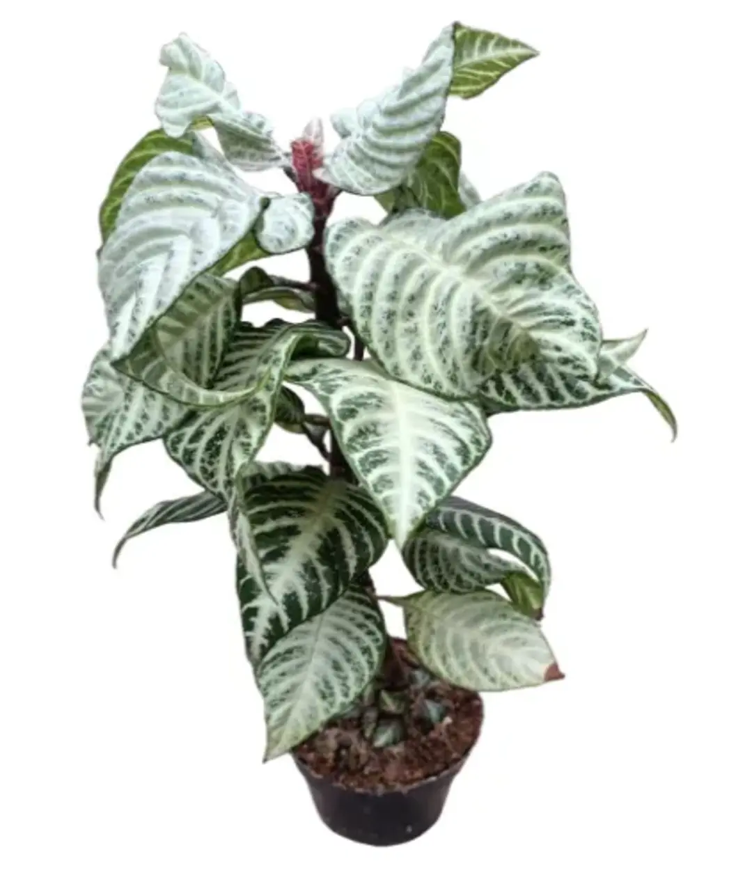 Aphelandra squarrosa 'White Wash' | Afelandra