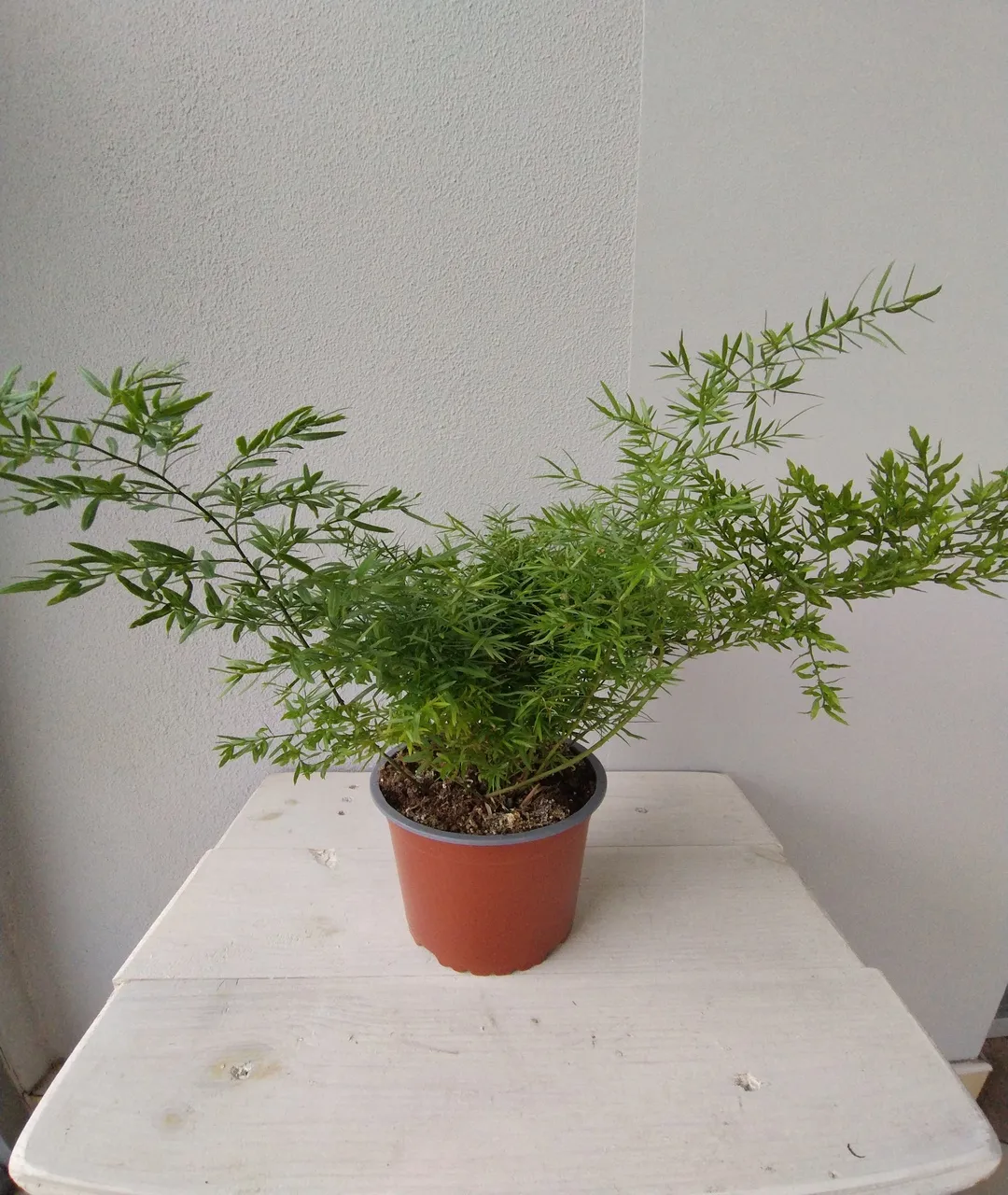 Asparagus densiflorus 'Cwebe'