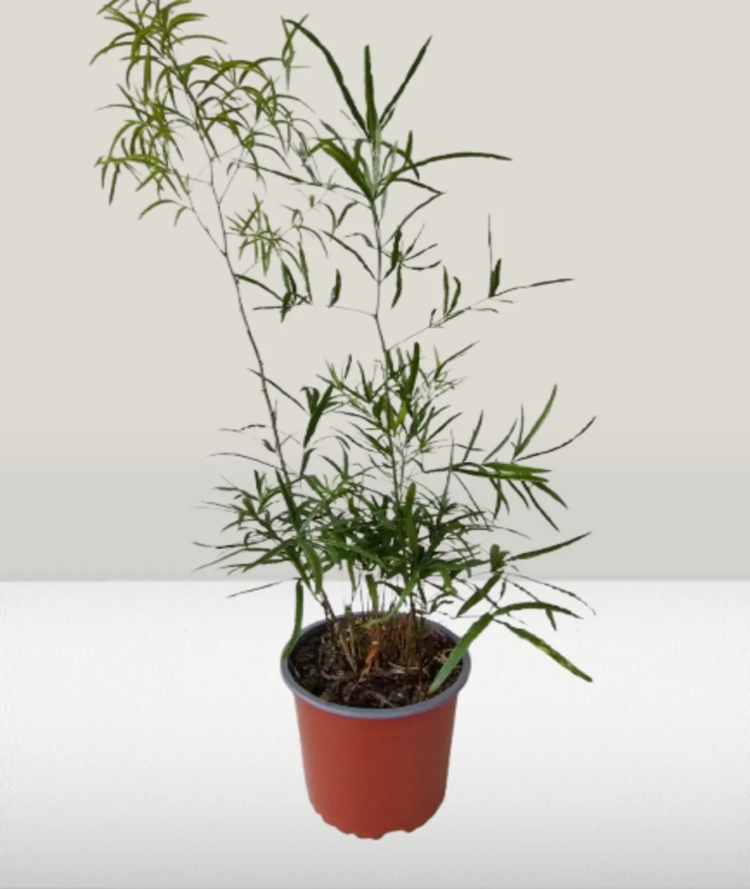 Asparagus densiflorus 'Falcatus' | Szparag sierpowaty