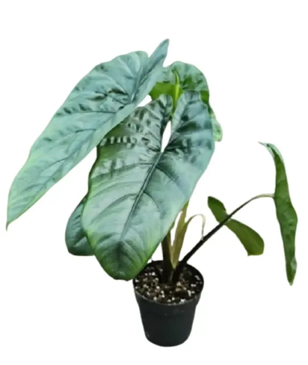 Alocasia 'Corazon'
