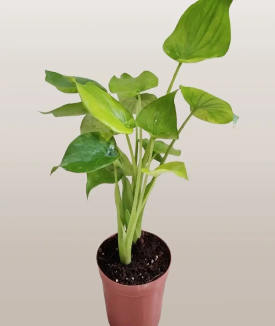 Alocasia Cucullata