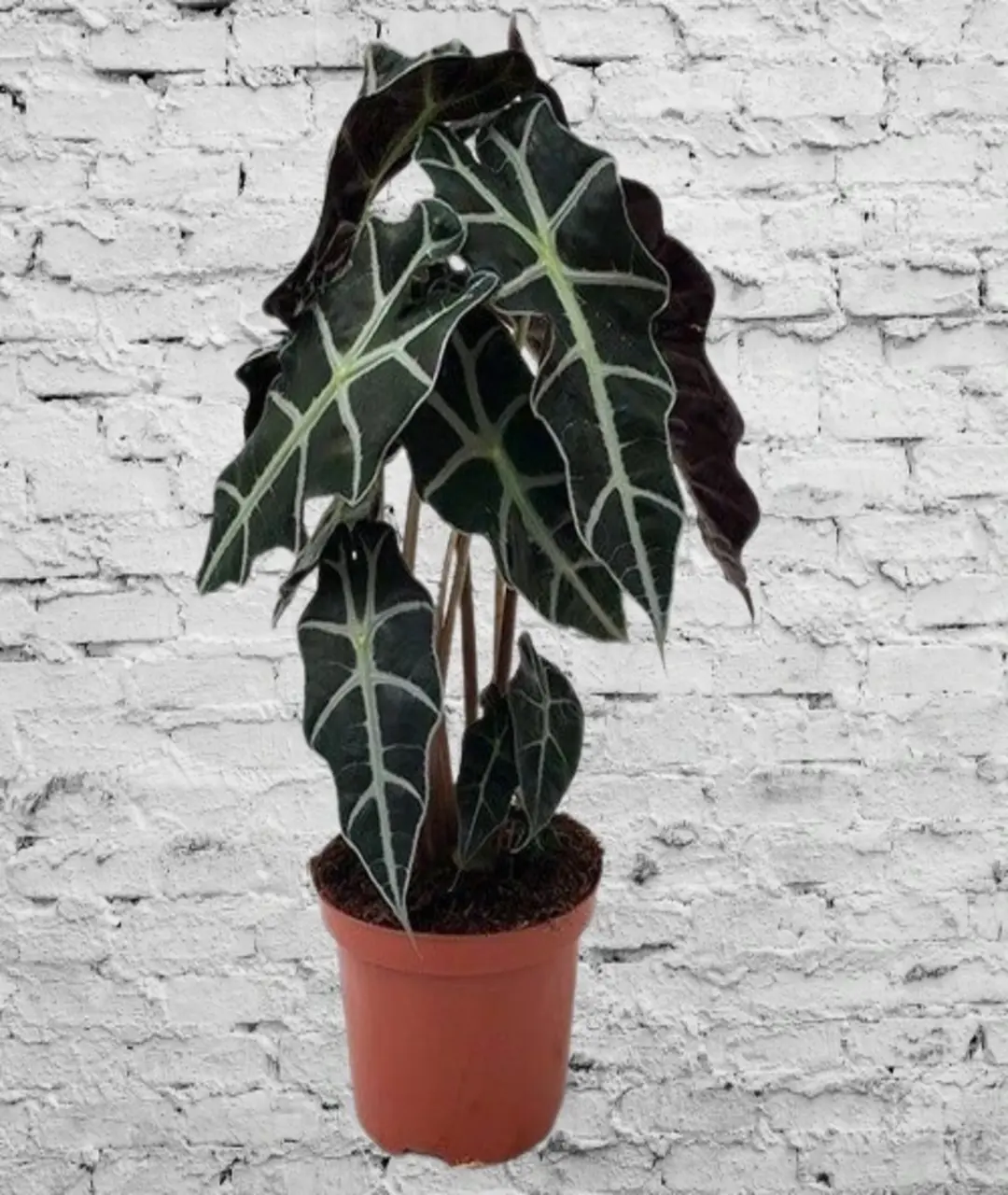 Alocasia Aegis
