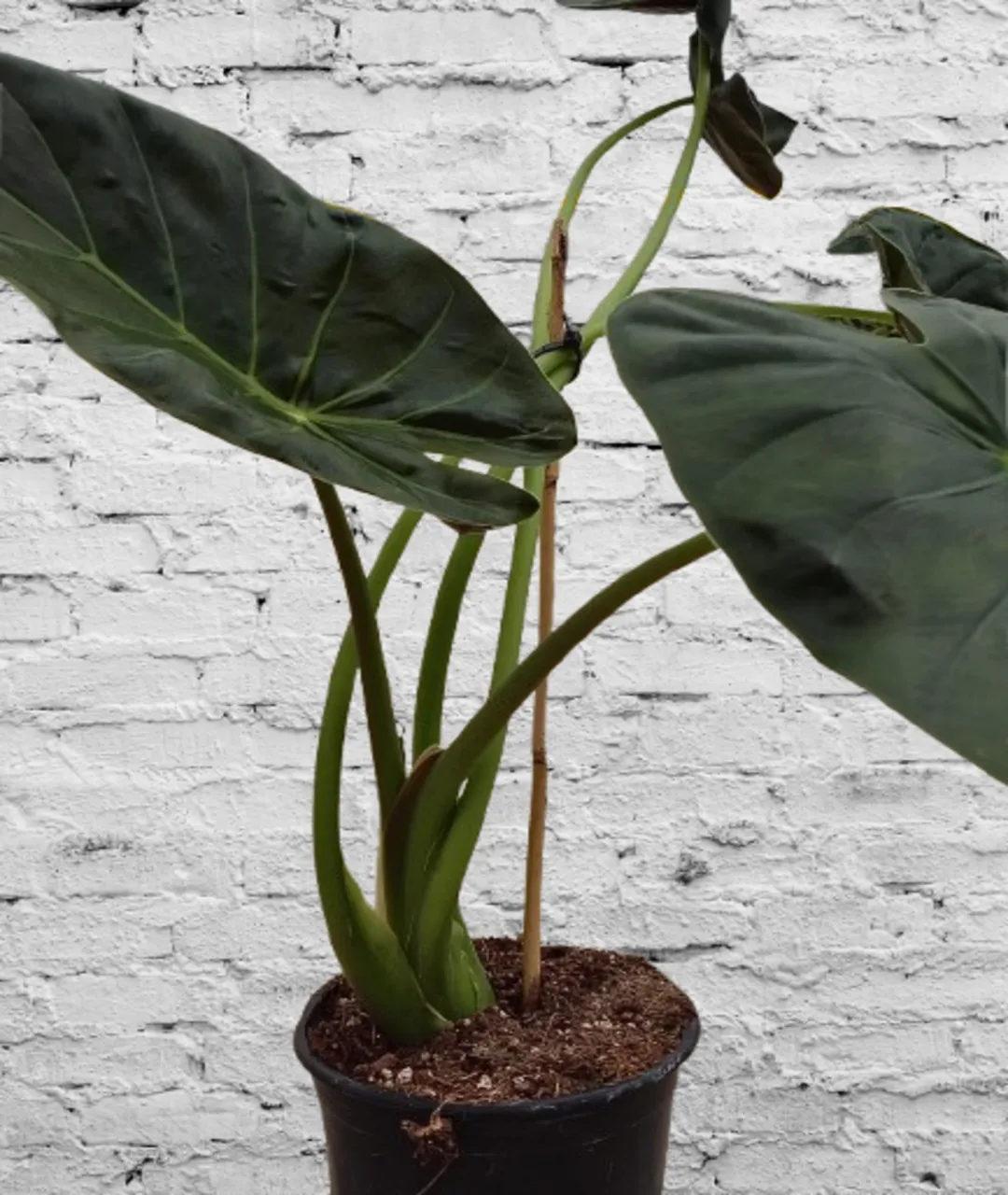 Alocasia Wentii
