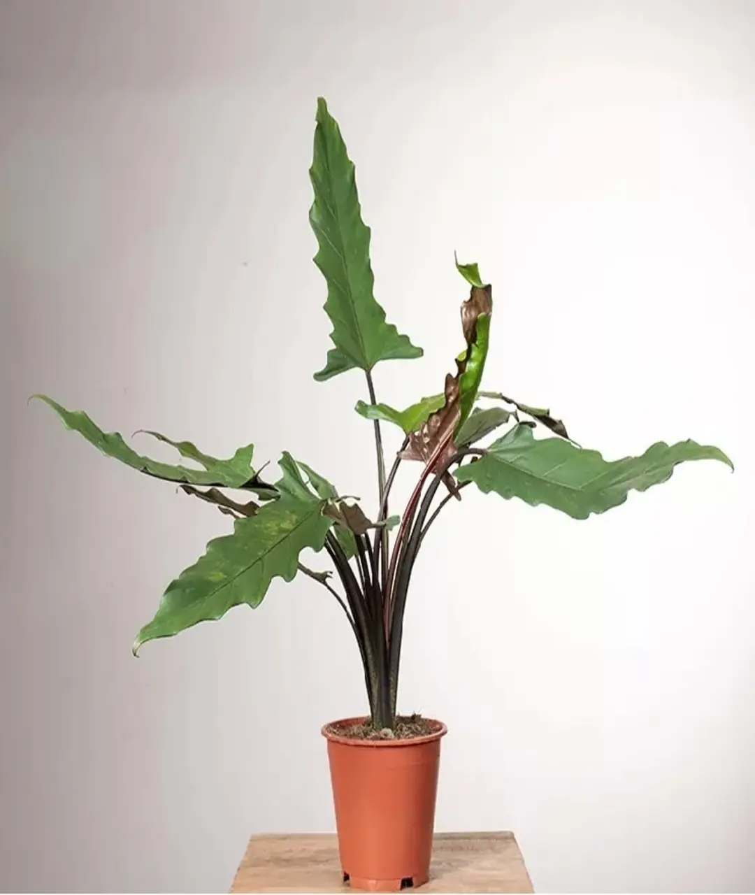 Alocasia lauterbachiana
