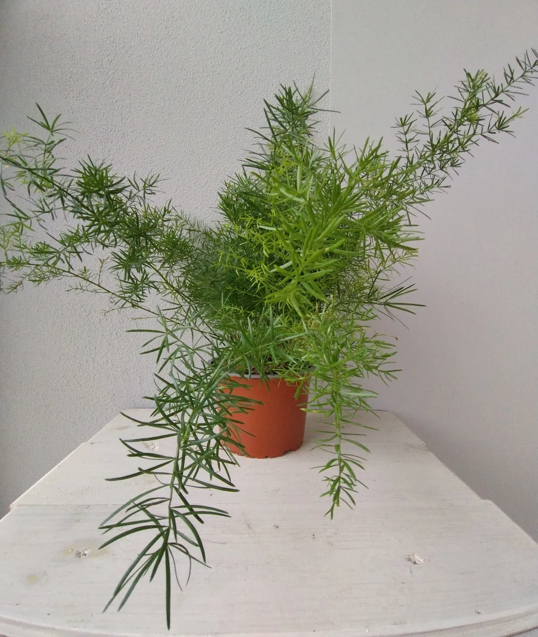 Asparagus densiflorus 'Mazeppa' | Szparag gęstokwiatowy