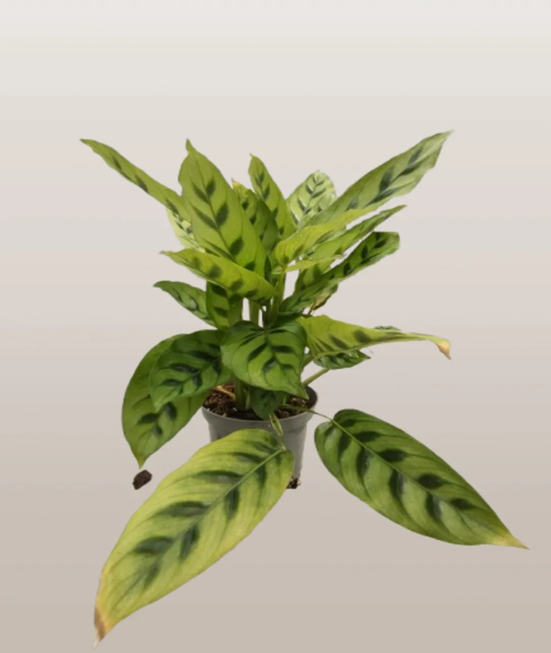 Calathea Leopardina
