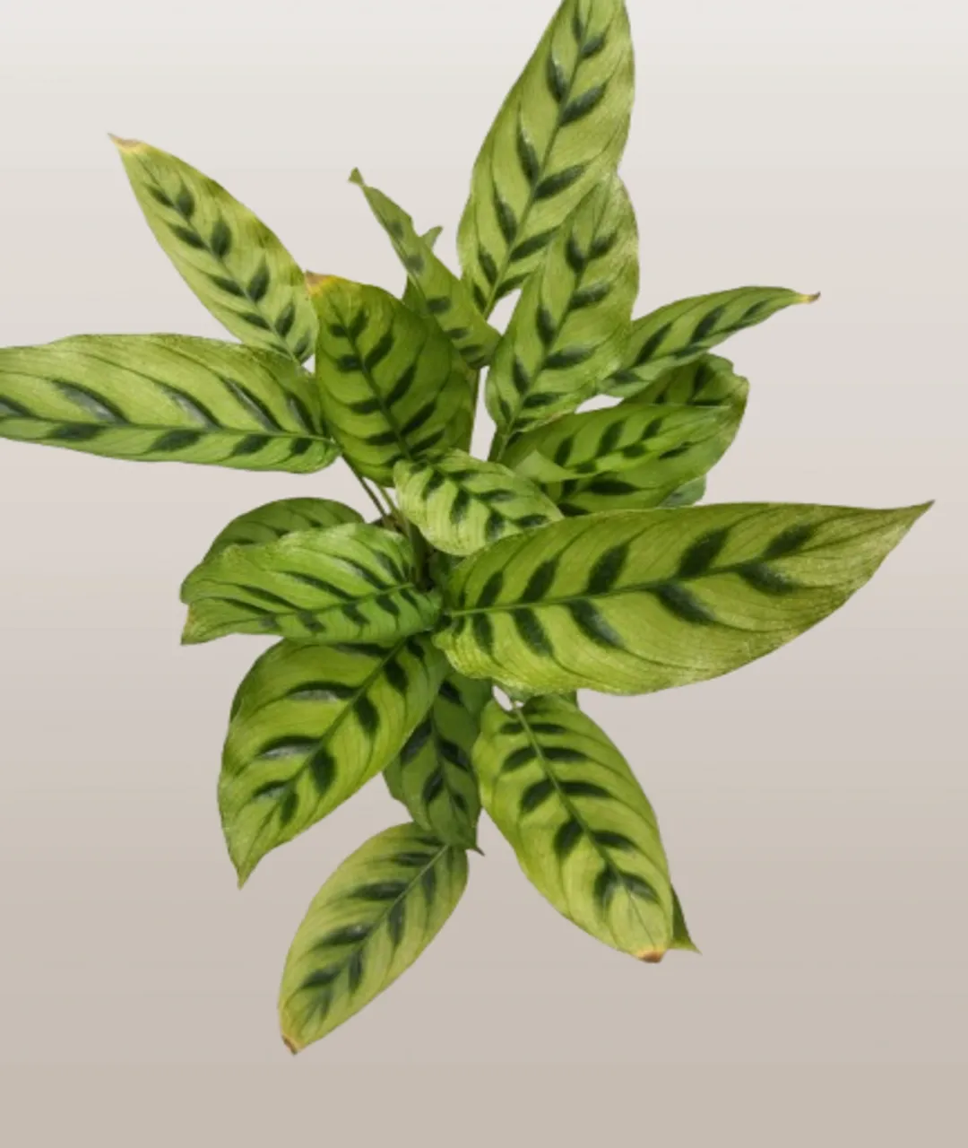 Calathea Leopardina - obrazek 2