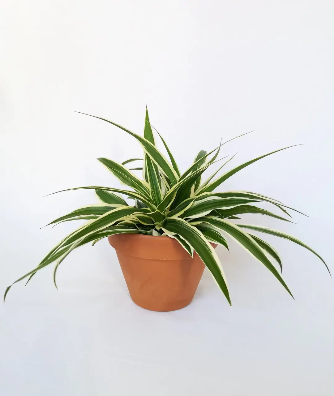 Chlorophytum