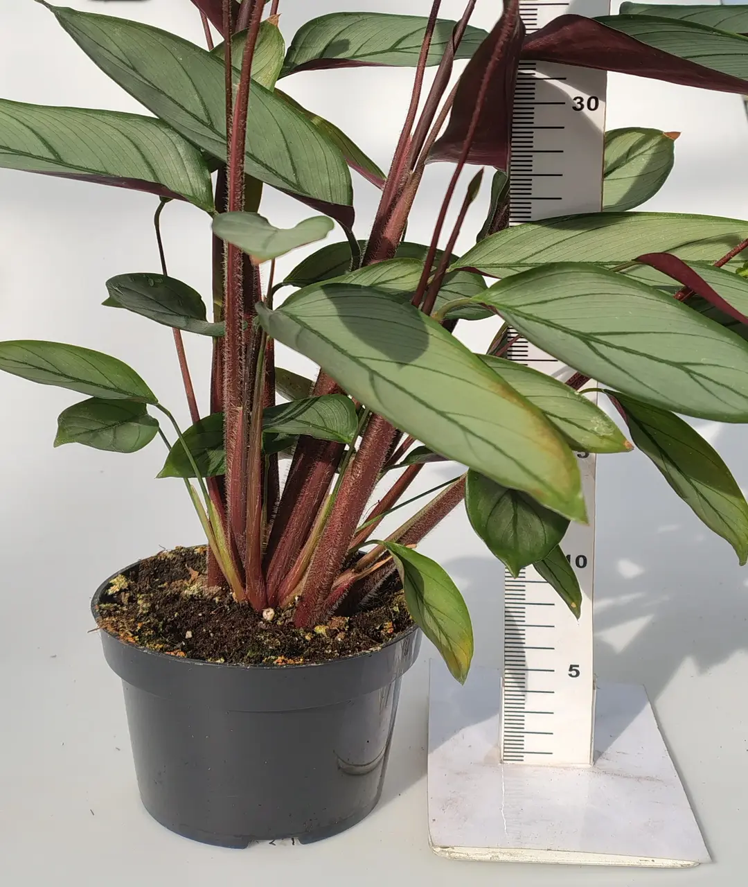 Ctenanthe setosa 'Grey Star'