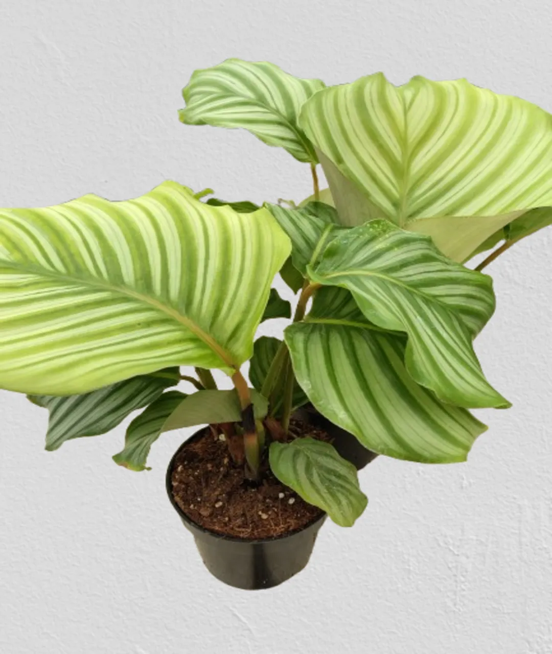 Calathea Orbifolia