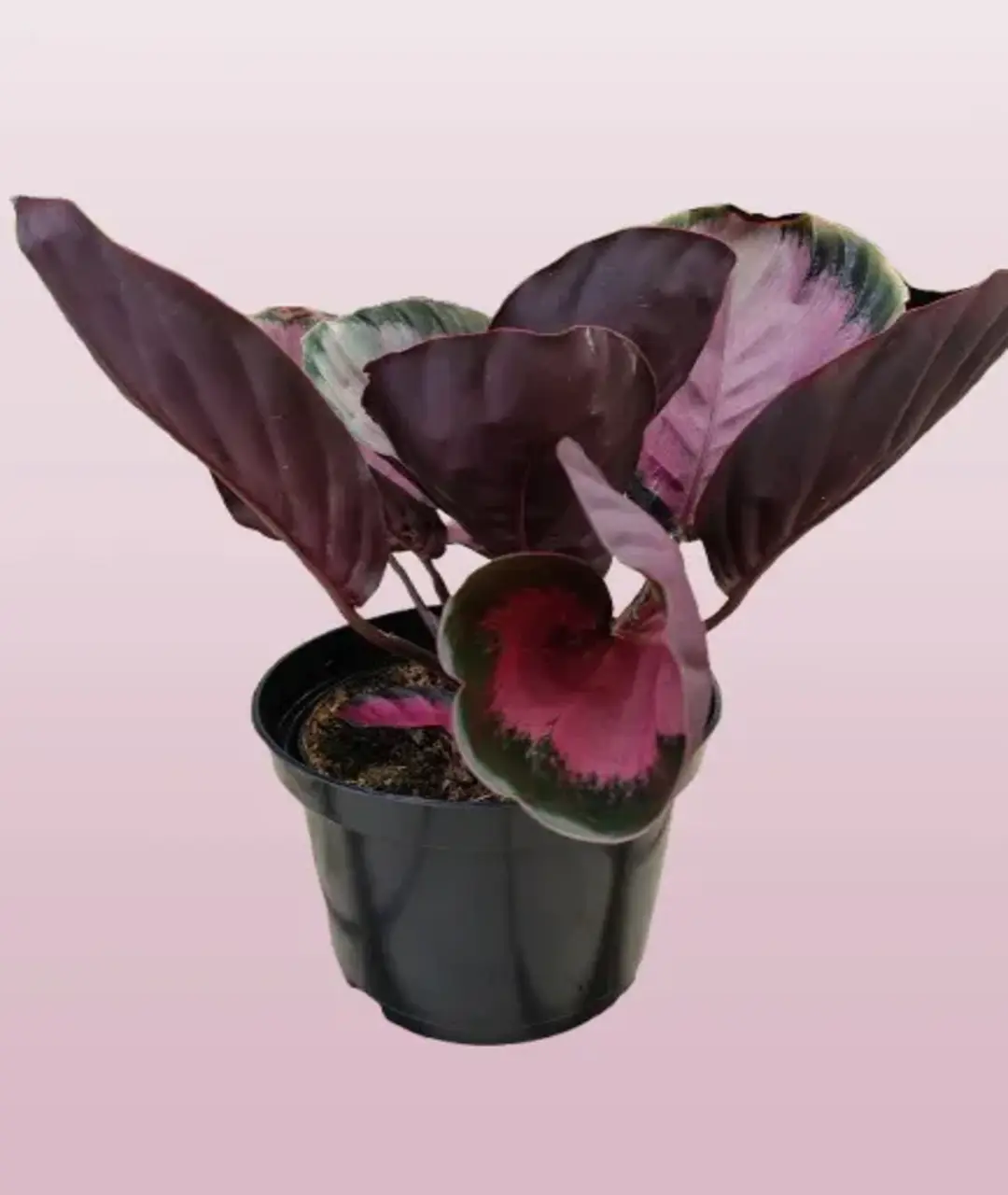 Calathea roseopicta 'Purple Rose'