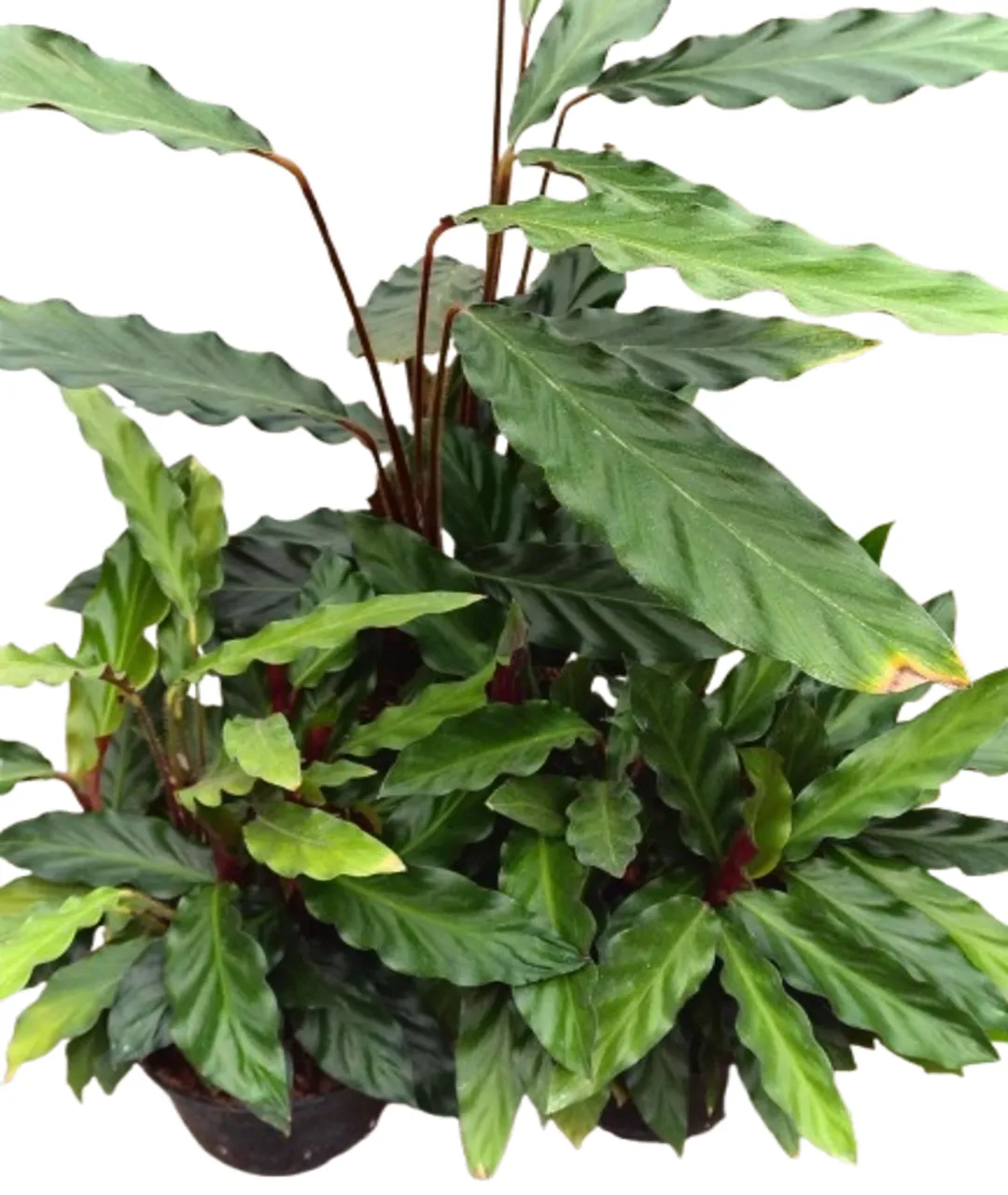 Calathea Rufibarba | Kalatea falistolistna