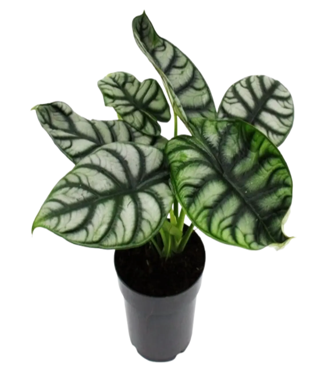 Alocasia baginda 'Silver Dragon'