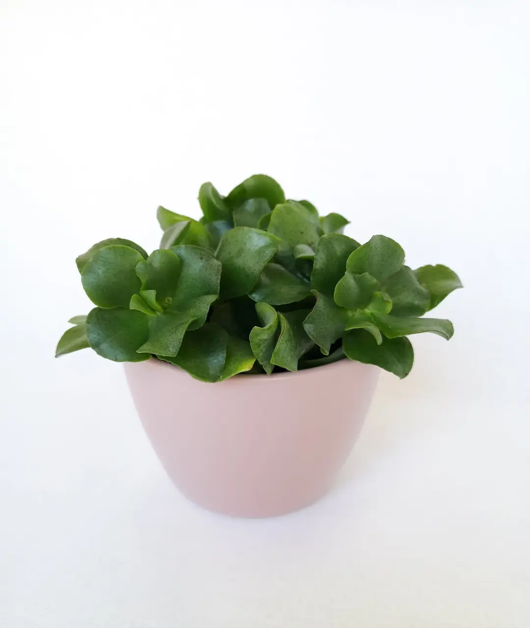 Crassula arborescens | Grubosz drzewiasty