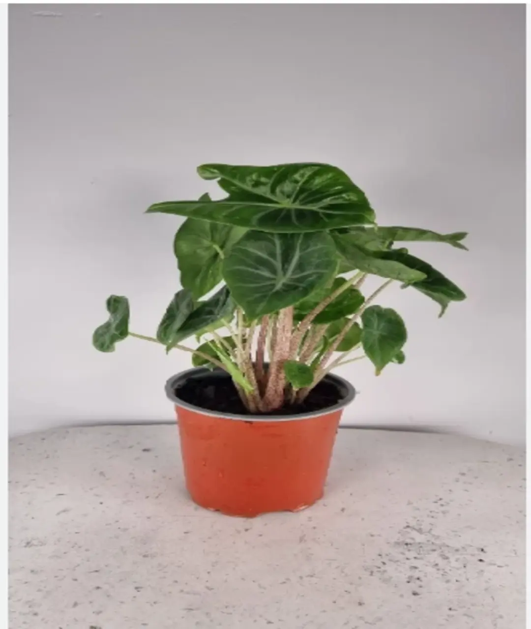 Alocasia 'Ivory Coast'
