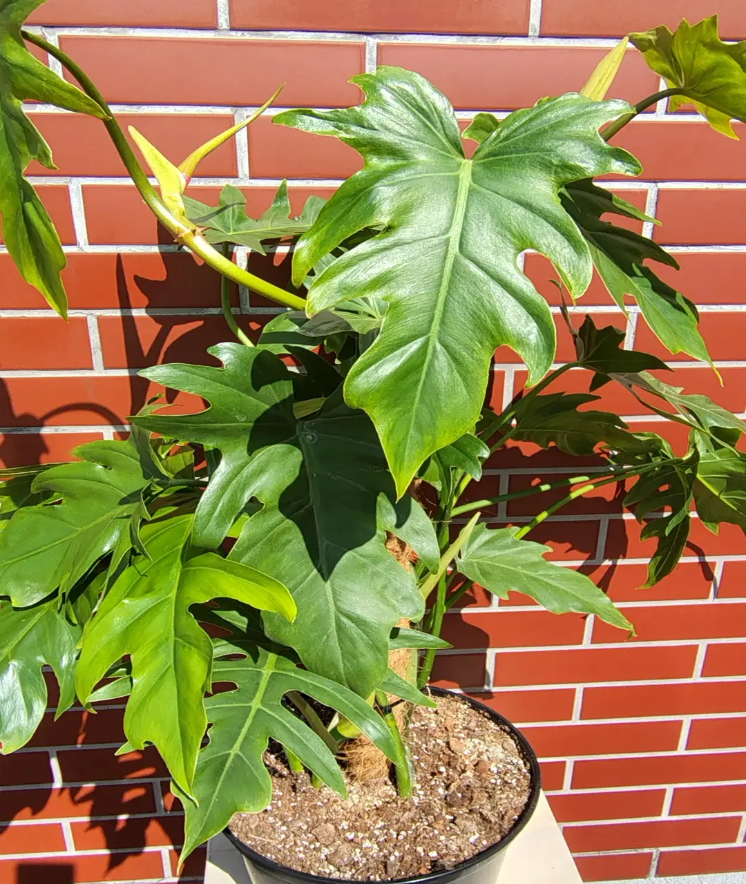 Philodendron mayoi 'Tahiti'