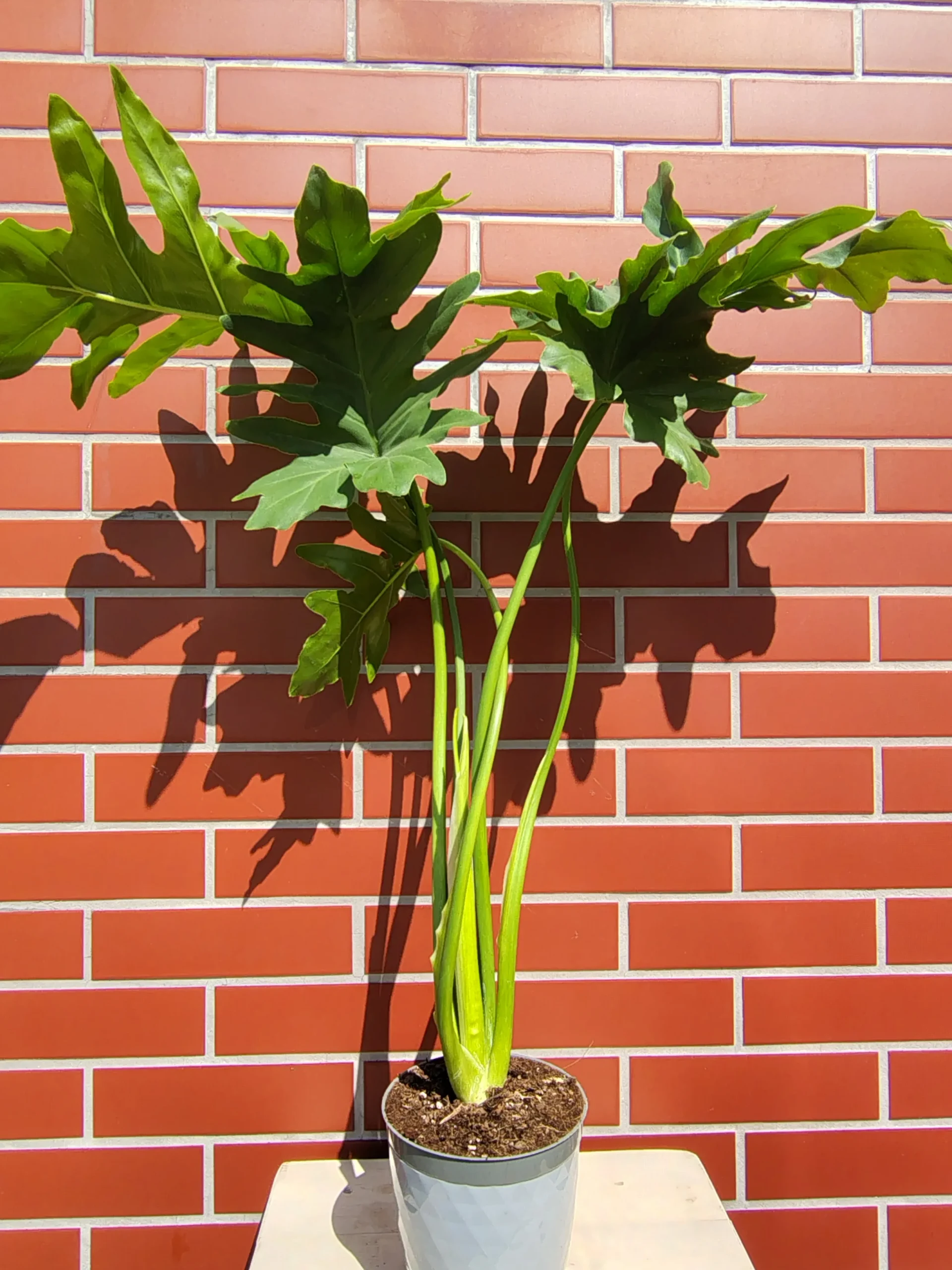 Philodendron selloum 'Hope' | Filodendron podwójnie pierzasty