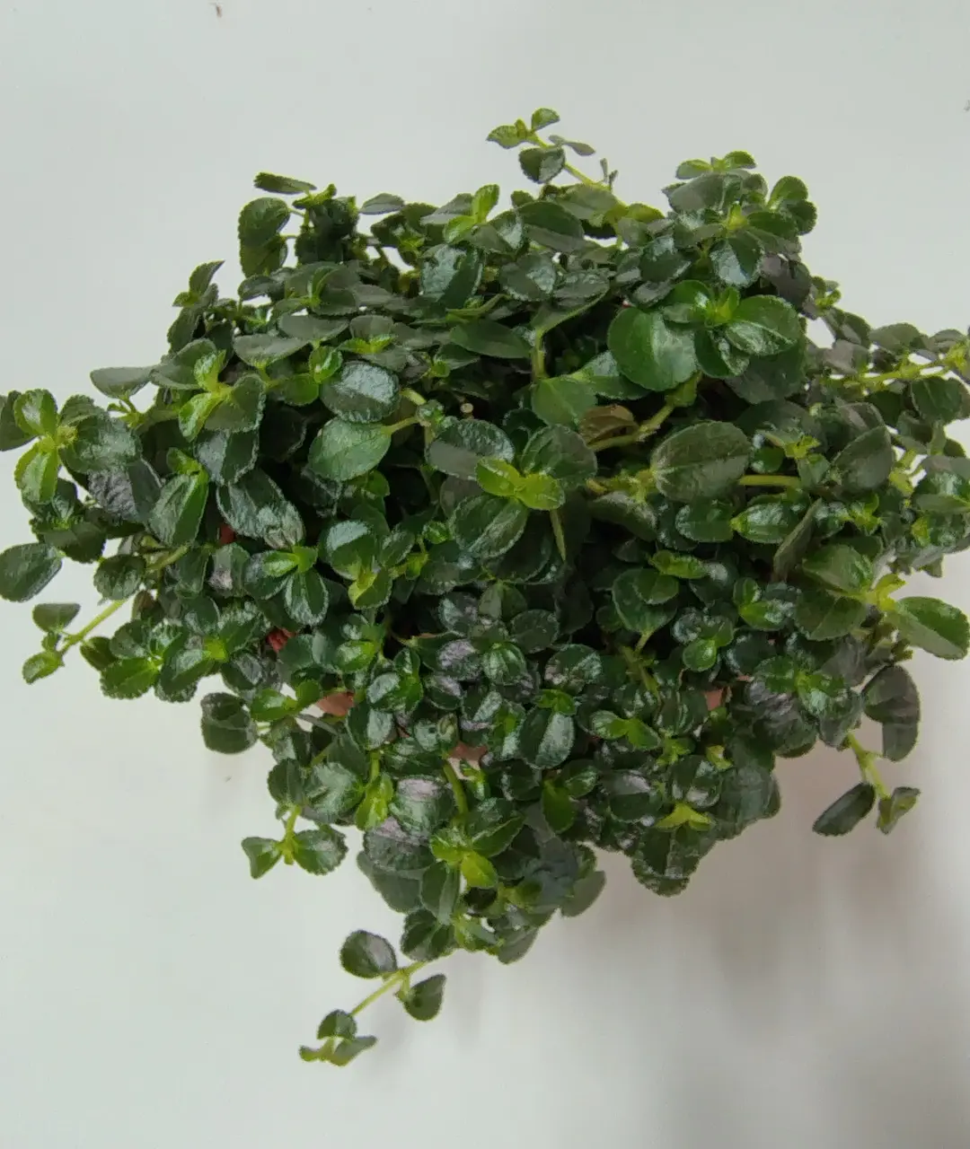 Pilea depressa