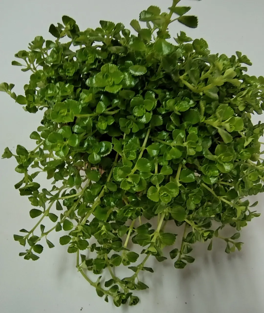 Pilea depressa 'Sao Paulo'