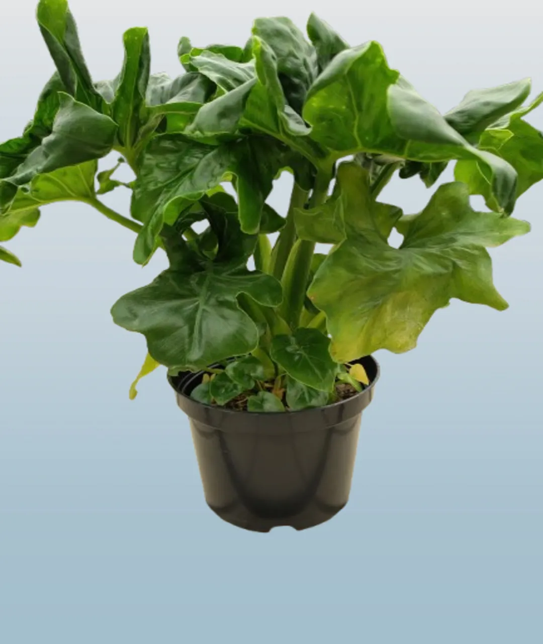 Philodendron selloum 'Super Atom'