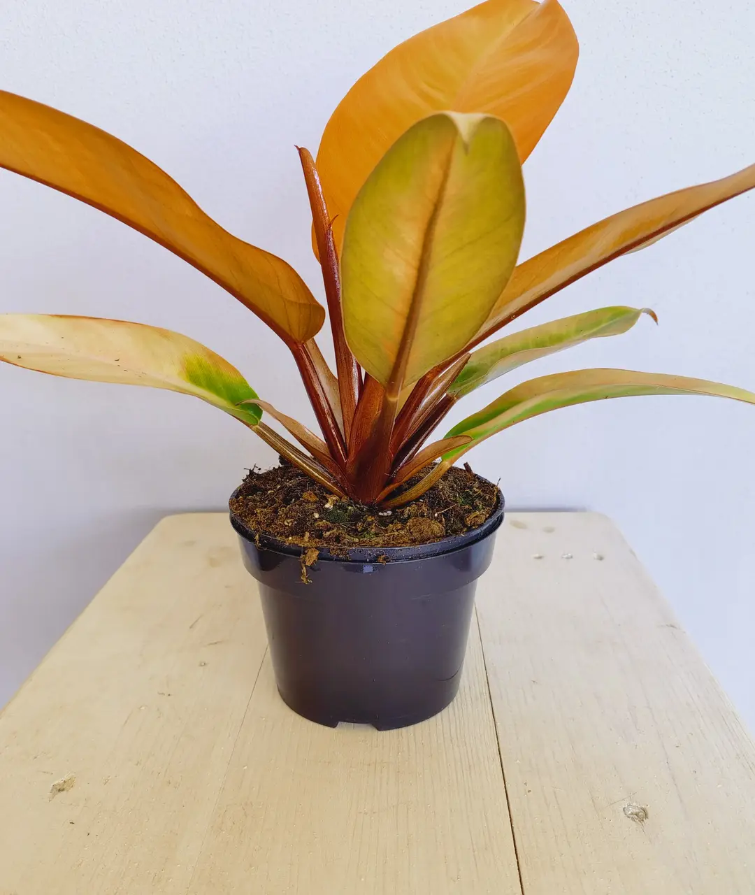 Philodendron selloum 'Prince of Orange'