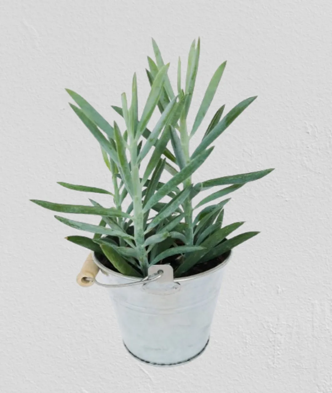 Senecio 'Mount Everest'