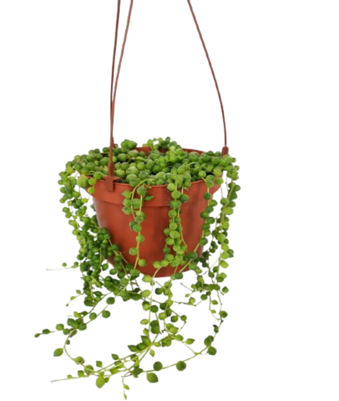 Senecio Rowley | Starzec