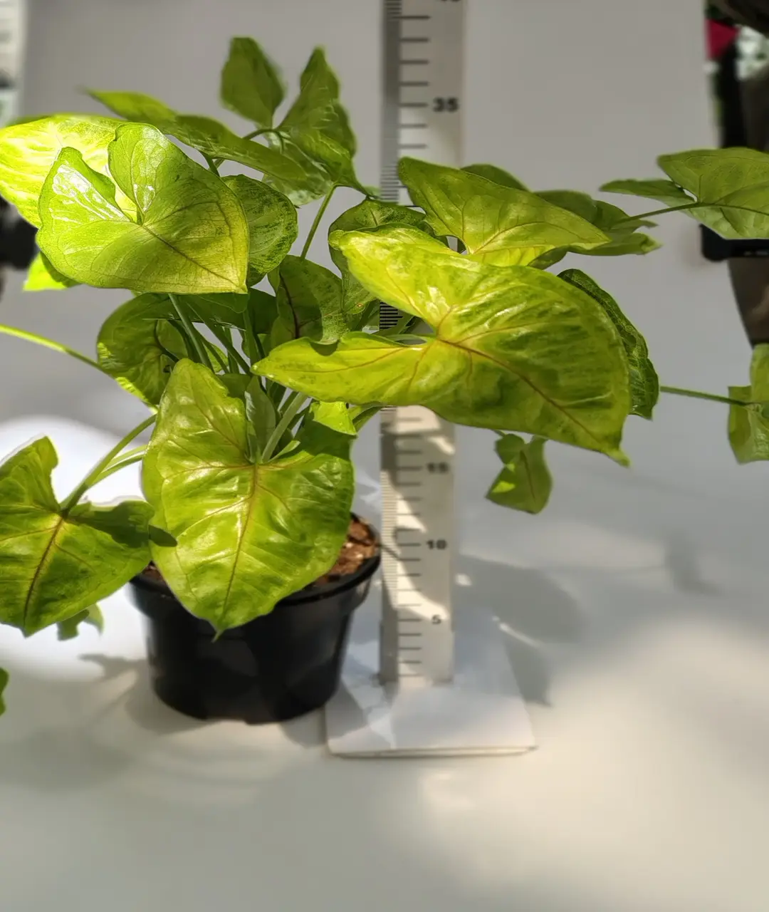 Syngonium podophyllum 'Golden Allusion'