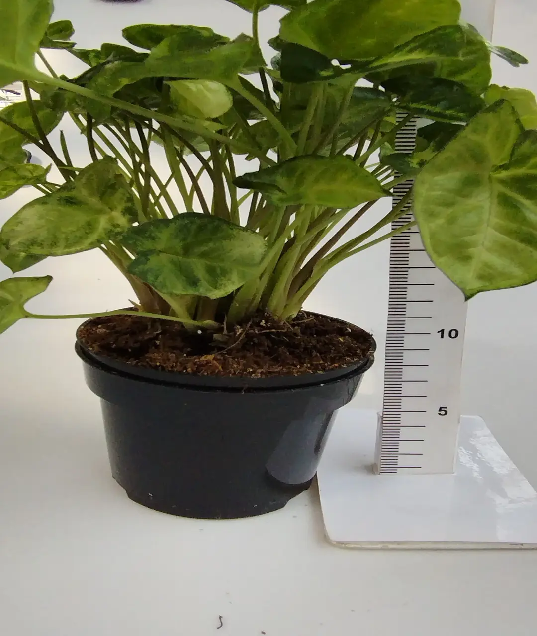 Syngonium podophyllum 'Pixie'