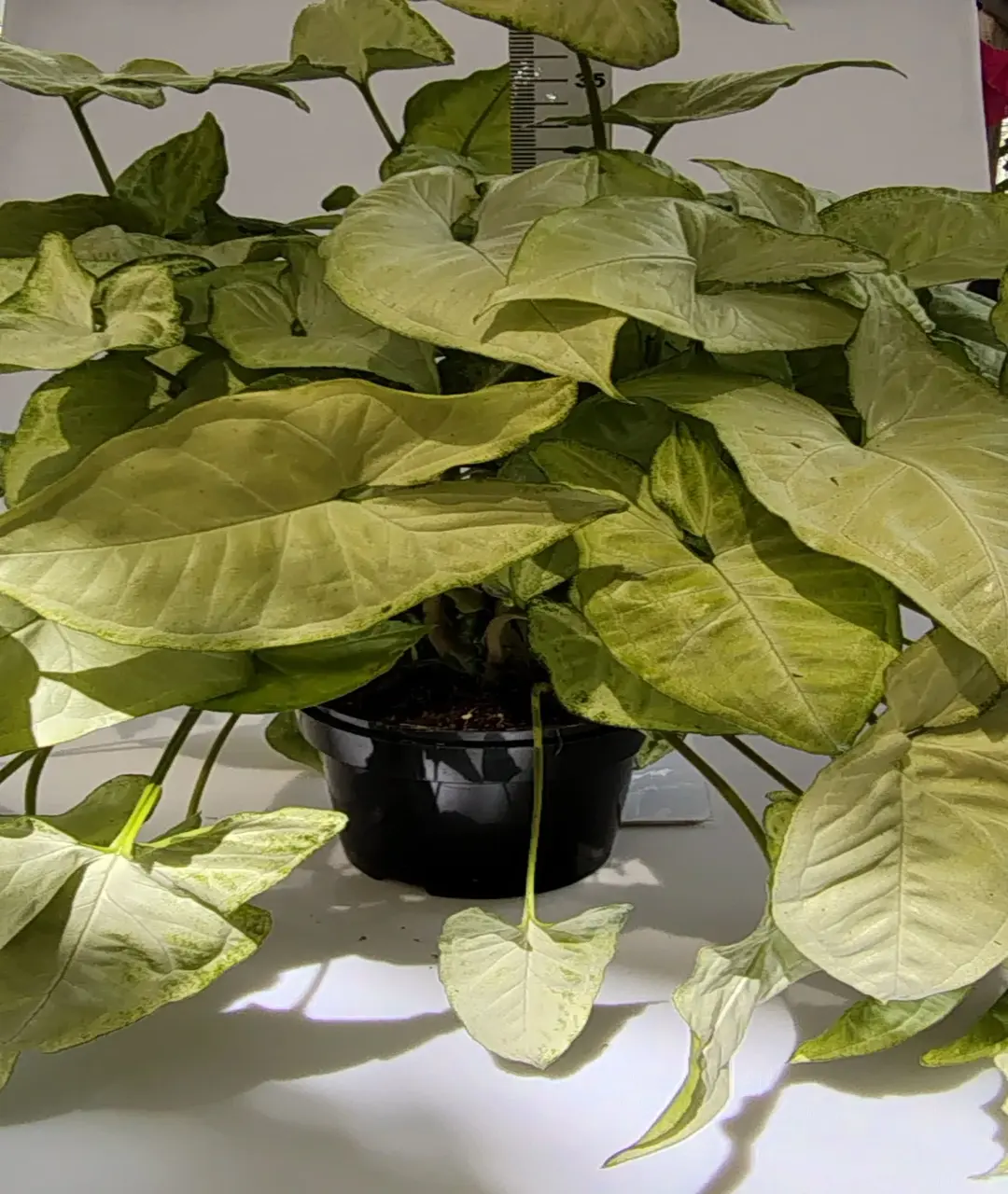 Syngonium podophyllum 'White Butterfly'