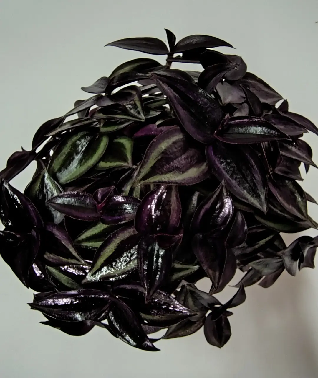 Tradescantia zebrina 'Red'