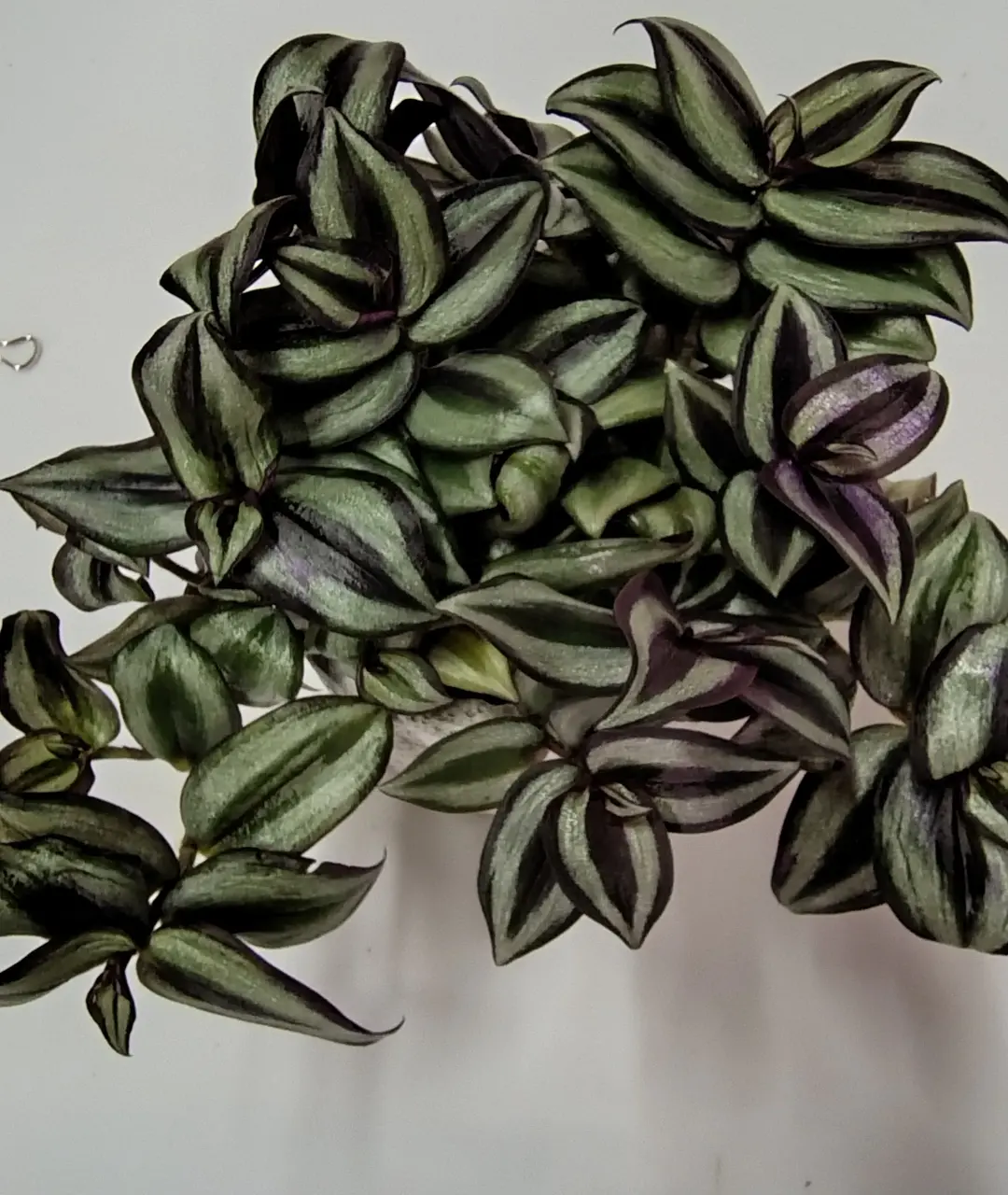 Tradescantia zebrina 'Violet'